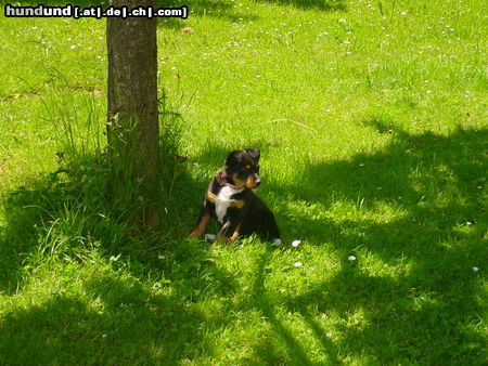 Appenzeller Sennenhund Mogli