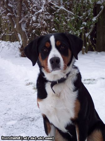 Appenzeller Sennenhund Was guckst Du ?!