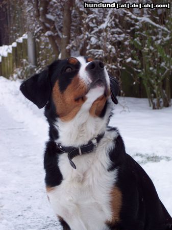 Appenzeller Sennenhund Was guckst Du ?!