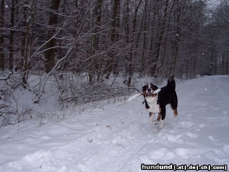 Appenzeller Sennenhund Was guckst Du ?!