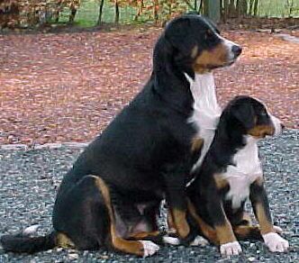 Appenzeller Sennenhund Mother XANTI  &  Daughter ZORA