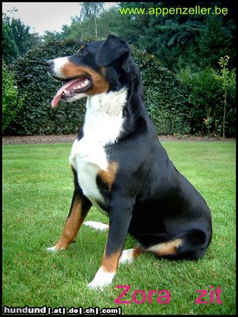 Appenzeller Sennenhund