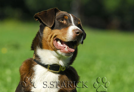 Appenzeller Sennenhund Appenzeller Sennenhund havannabraun