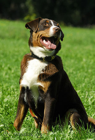 Appenzeller Sennenhund Falco