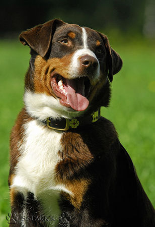 Appenzeller Sennenhund Falco