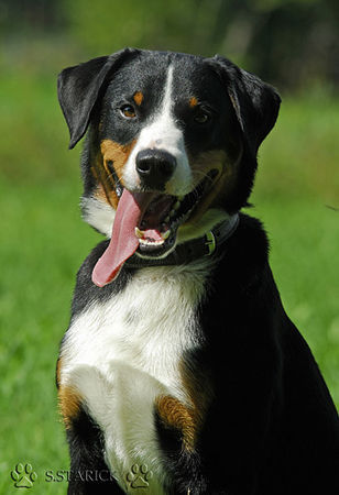 Appenzeller Sennenhund Falco