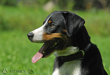 Appenzeller Sennenhund Falco