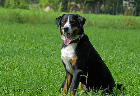 Appenzeller Sennenhund Falco