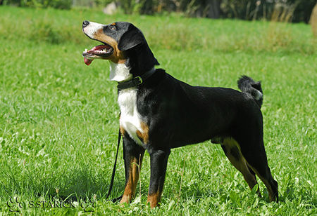 Appenzeller Sennenhund Falco