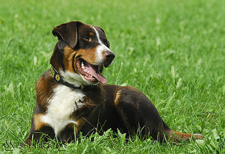 Appenzeller Sennenhund Falco