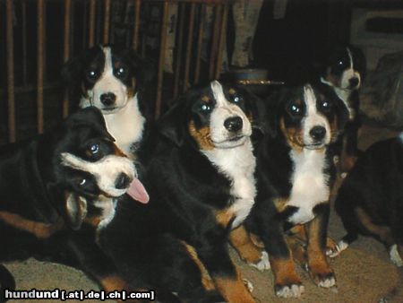 Appenzeller Sennenhund das sind junge appenzeller sennenhund...sind auf dem bild müde aber total glücklich!