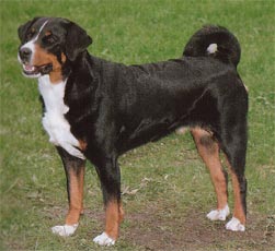 Appenzeller Sennenhund