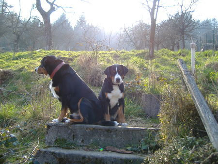 Appenzeller Sennenhund Anton und Flora