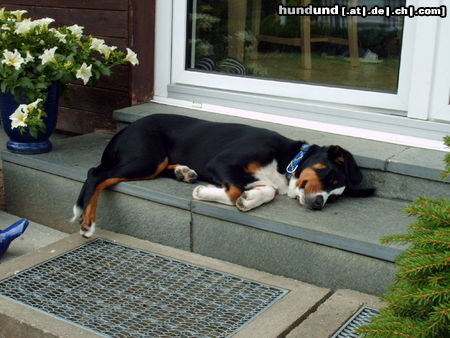 Appenzeller Sennenhund Bruno