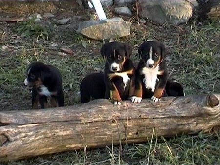 Appenzeller Sennenhund  Welpen von Kessy in der Abendsonne