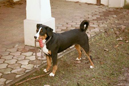 Appenzeller Sennenhund