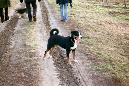 Appenzeller Sennenhund hier camillo, schon etwas größer....