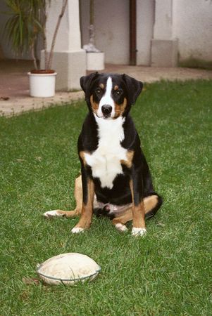 Appenzeller Sennenhund uff....