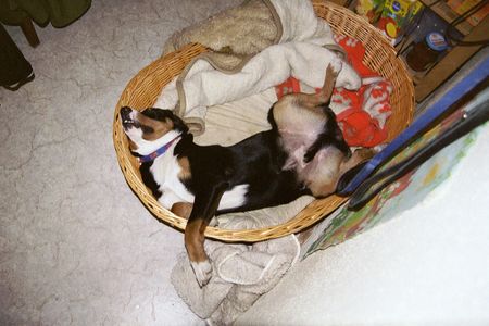 Appenzeller Sennenhund ....und gute nacht!