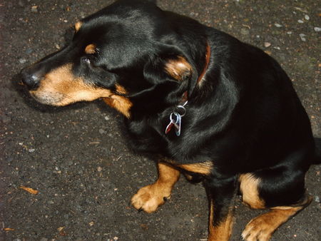 Appenzeller Sennenhund Ich bin Merlin ob ich ein reiner Appenzeller bin weiß ich nicht