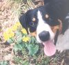 Appenzeller Sennenhund Hund