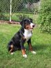 Appenzeller Sennenhund Hund