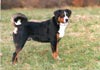 Appenzeller Sennenhund Hund