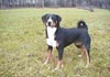 Appenzeller Sennenhund Hund