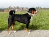 Appenzeller Sennenhund Hund