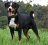 Appenzeller Sennenhund Hund