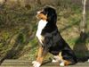 Appenzeller Sennenhund Hund