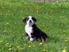 Appenzeller Sennenhund Hund