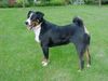 Appenzeller Sennenhund Hund