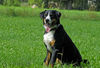 Appenzeller Sennenhund Hund