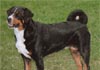 Appenzeller Sennenhund Hund