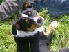 Appenzeller Sennenhund Hund