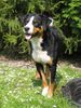 Appenzeller Sennenhund Hund