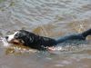 Appenzeller Sennenhund Hund