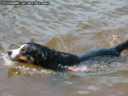 Appenzeller Sennenhund