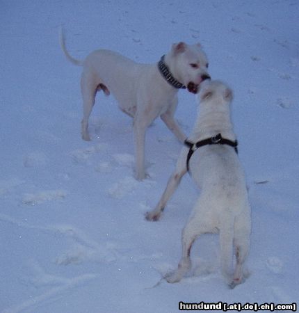 Dogo Argentino Spielspaß im Schnee