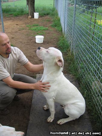 Dogo Argentino Dogo Argentino 