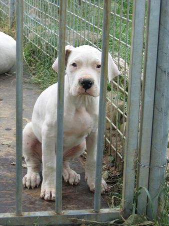 Dogo Argentino De La Belleza Blanca