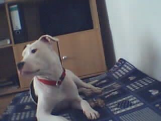 Dogo Argentino Was redest du mit mir???