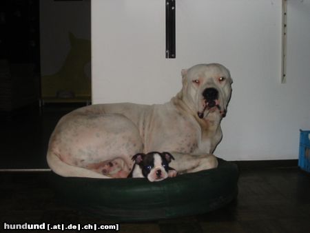 Dogo Argentino Auch ein Dogo hat einen Bossie als besten Freund