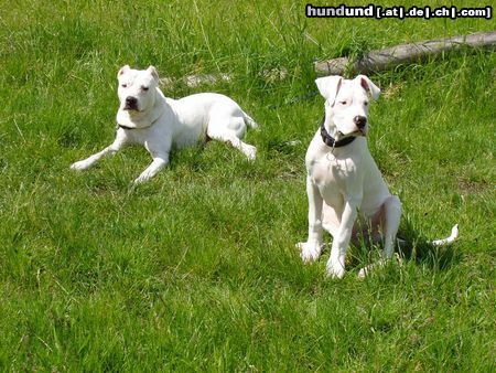 Dogo Argentino letztes Jahr im Mai