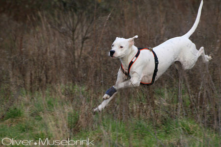 Dogo Argentino