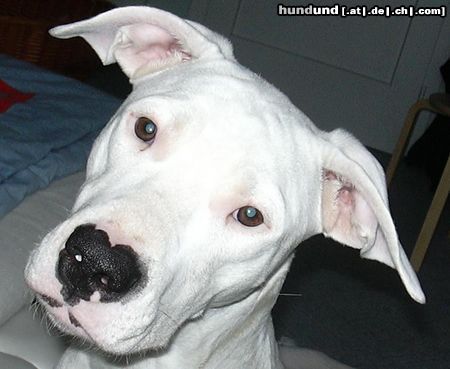 Dogo Argentino ist sie net süüüüß???