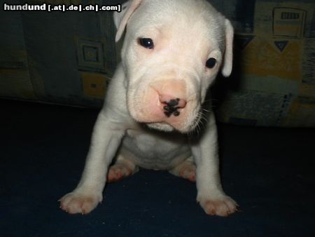 Dogo Argentino  die noch  Namenlose 4 Wochen