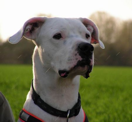 Dogo Argentino Portrait