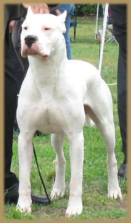 Dogo Argentino Axel de Argentum - DACA Champion | ARBA Champion | NAKC Supreme Grand Champion